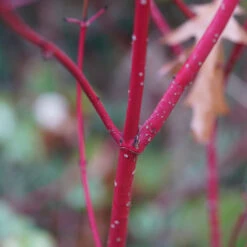 Videkornell 'Farba' E, 10-pack -Hot Sale Wexthuset Store videkornell farba e pa host