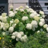 Vidjehortensia 'Annabelle' -Hot Sale Wexthuset Store vidjehortensia hyrdangea arborescens annabelle