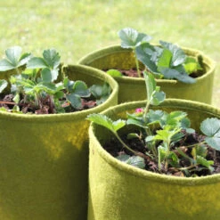 Odlingssäck Vigoroot 5L, 3-pack -Hot Sale Wexthuset Store vigoroot 5l jordgubbar