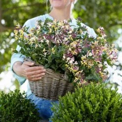 Vildkaprifol 'Chic & Choc', 3-pack -Hot Sale Wexthuset Store vildkaprifol chic choc 3 1