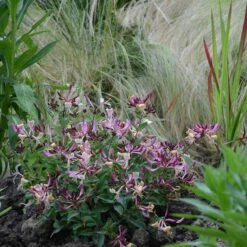 Vildkaprifol 'Chic & Choc', 1-pack -Hot Sale Wexthuset Store vildkaprifol chic choc 4