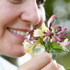 Vildkaprifol 'Chic & Choc', 1-pack -Hot Sale Wexthuset Store vildkaprifol chic choc 5