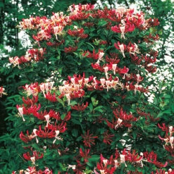 Vildkaprifol, Serotina