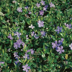 Vintergröna, 6-pack