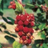 Vinhallon -Hot Sale Wexthuset Store vinhallon rubus phoenicolasius