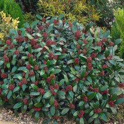 Vinterbär 'Rubella' -Hot Sale Wexthuset Store vinterbar skimmia japonica rubella