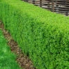 Vinterliguster 'Liga' 125-150 Cm, 50-pack -Hot Sale Wexthuset Store vintergron liguster ligustrum vulgare atrovirens 1