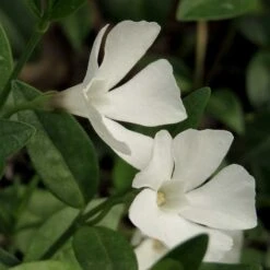 Vintergröna 'Alba', 6-pack -Hot Sale Wexthuset Store vintergrona alba 3