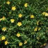 Vinterhyperikum 'Hidcote', 30-50 Cm 100-pack