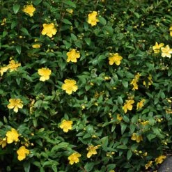 Vinterhyperikum 'Hidcote', 30-50 Cm 100-pack