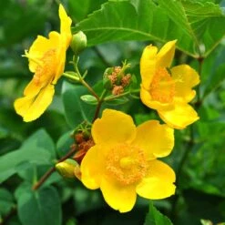 Vinterhyperikum 'Hidcote', 30-50 Cm 10-pack -Hot Sale Wexthuset Store vinterhyperikum hidcote 2