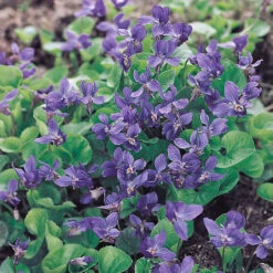 Luktviol 'Königin Charlotte', 6-pack