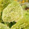 Vipphortensia 'Limelight' -Hot Sale Wexthuset Store vipphortensia hydrangea paniculta limelight
