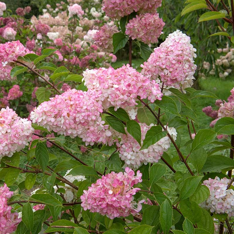 Vipphortensia 'Vanille Fraise' 4 Vipphortensia 'Vanille Fraise' - Image 2