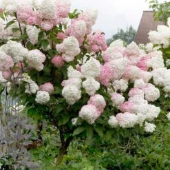 Vipphortensia 'Vanille Fraise'