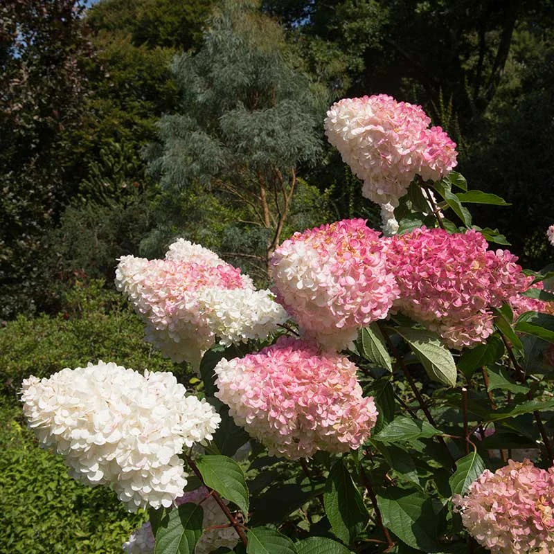 Vipphortensia 'Vanille Fraise' 5 Vipphortensia 'Vanille Fraise' - Image 3