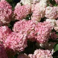 Vipphortensia 'Vanille Fraise' 9 Vipphortensia 'Vanille Fraise' -Hot Sale Wexthuset Store vipphortensia vanille fraise 4