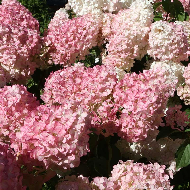 Vipphortensia 'Vanille Fraise' 6 Vipphortensia 'Vanille Fraise' - Image 4