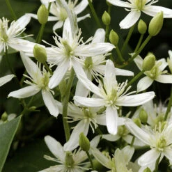 Clematis Terniflora