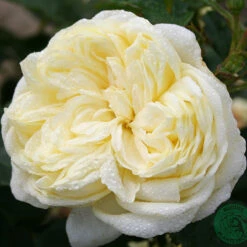 Ros 'Kronprinsesse Mary' -Hot Sale Wexthuset Store vit ros kronprinsesse mary