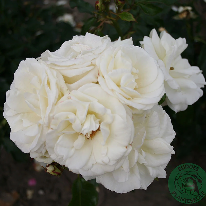 Ros 'La Paloma' 4 Ros 'La Paloma' - Image 2