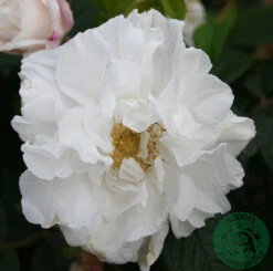 Ros 'Louise Bugnet' -Hot Sale Wexthuset Store vit ros louise bugnet