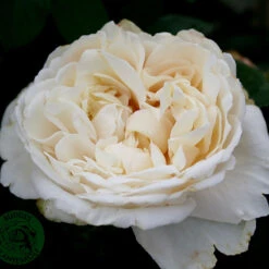 Ros 'Nina Renaissance' -Hot Sale Wexthuset Store vit ros nina renaissance