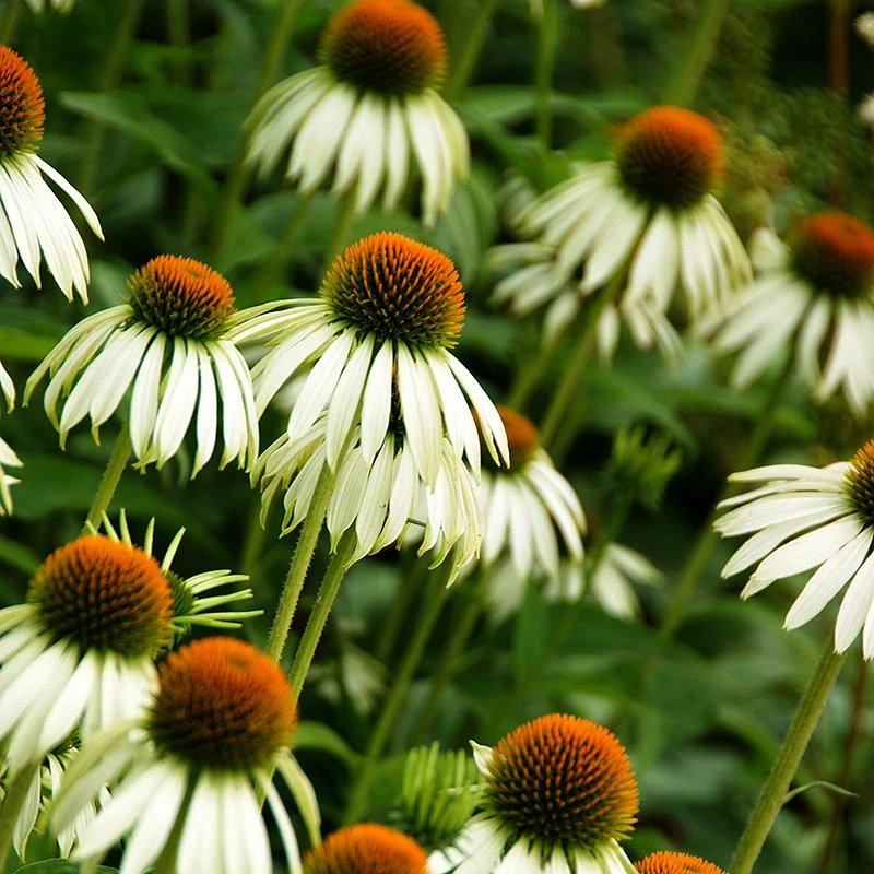 Röd Solhatt 'Alba', 3-pack 5 Röd Solhatt 'Alba', 3-pack - Image 3