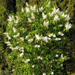 Syren 'Alba' 10-pack -Hot Sale Wexthuset Store vit syrenbuske