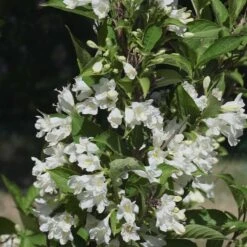 Vit Trädgårdsprakttry 'Bristol Snowflake', 1-pack -Hot Sale Wexthuset Store vit tradgardsprakttry bristol snowflake 2 1