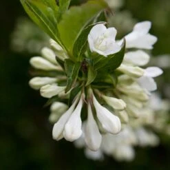 Vit Trädgårdsprakttry 'Bristol Snowflake', 1-pack -Hot Sale Wexthuset Store vit tradgardsprakttry bristol snowflake 3 1