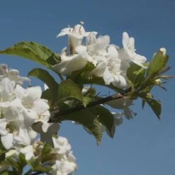 Vit Trädgårdsprakttry 'Bristol Snowflake', 1-pack -Hot Sale Wexthuset Store vit tradgardsprakttry bristol snowflake 4 1