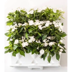 Minigarden Vertical Växtvägg, Vit -Hot Sale Wexthuset Store vit vaxtvagg monterad pa vaggen