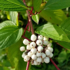 Korallkornell 50-80 Cm, 10-pack -Hot Sale Wexthuset Store vita bar pa korallkornell