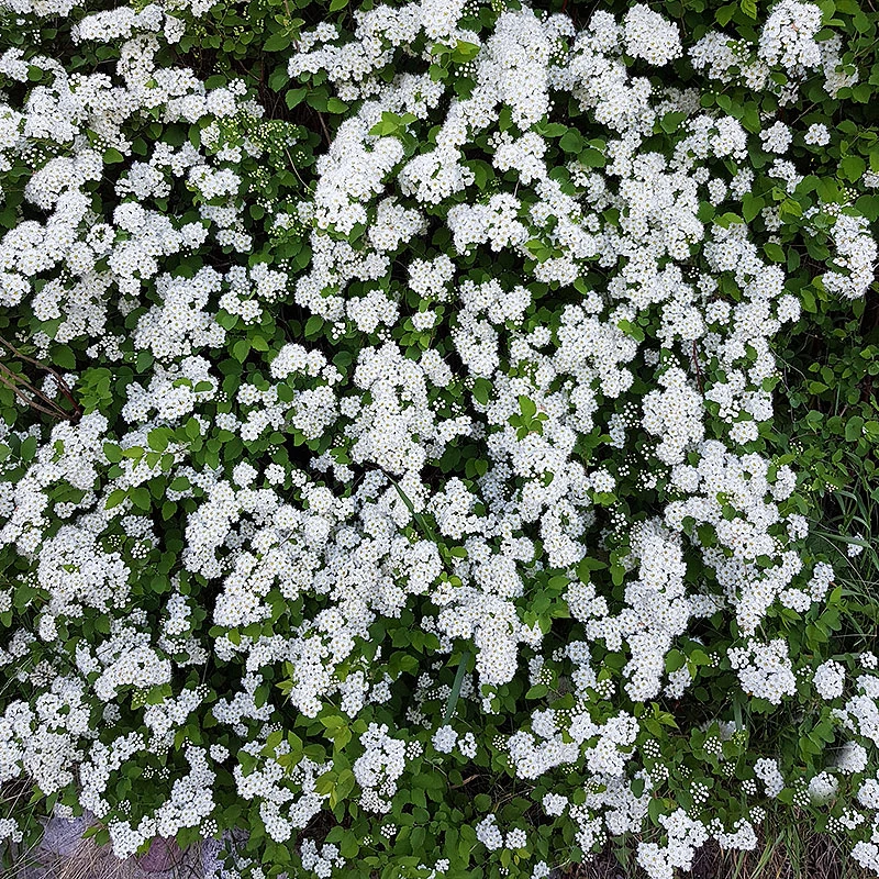 Bukettspirea 80-100 Cm, 5-pack 5 Bukettspirea 80-100 Cm, 5-pack - Image 3