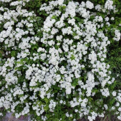 Bukettspirea 50-80 Cm, 10-pack -Hot Sale Wexthuset Store vita blommor pa bukettspirea 4