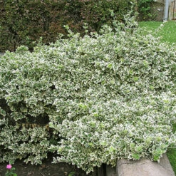 Klätterbenved 'Emerald Gaiety'