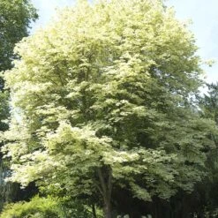 Vitbrokig Skogslönn -Hot Sale Wexthuset Store vitbrokig skogslonn 2