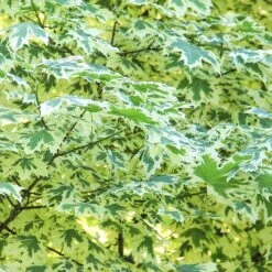 Vitbrokig Skogslönn -Hot Sale Wexthuset Store vitbrokig skogslonn 3