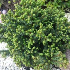 Vitgran 'Echiniformis', 1-pack