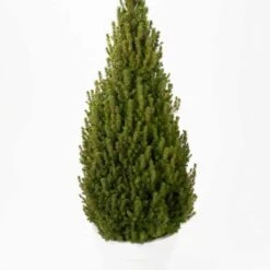 Vitgran 'Perfecta', 1-pack